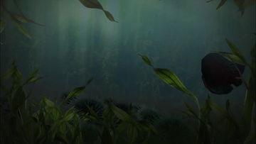 鱼儿游动的视频,鱼儿游动瞬间捕捉记