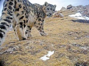 雪豹在线观看,绝境求生，巅峰对决
