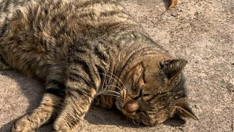动物短视频,动物短视频里的欢乐时光