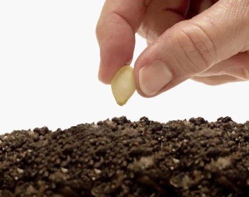 如何用种子在线播放,探索种子在线播放的便捷之道