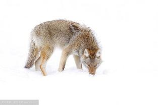 在线播放雪狼看片